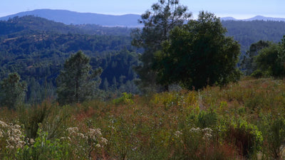 Kathleen Dunphy: Basic Edition - Essential Plein Air Exercises