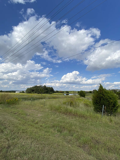 Carla Bosch: Bold Acrylic Landscapes