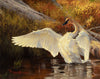 Dustin Van Wechel: Painting Wildlife: Birds and Waterfowl