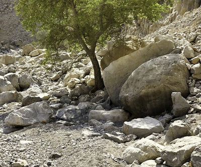 Lyn Diefenbach, Oliver Sin, Matt Ryder Streaming Combo