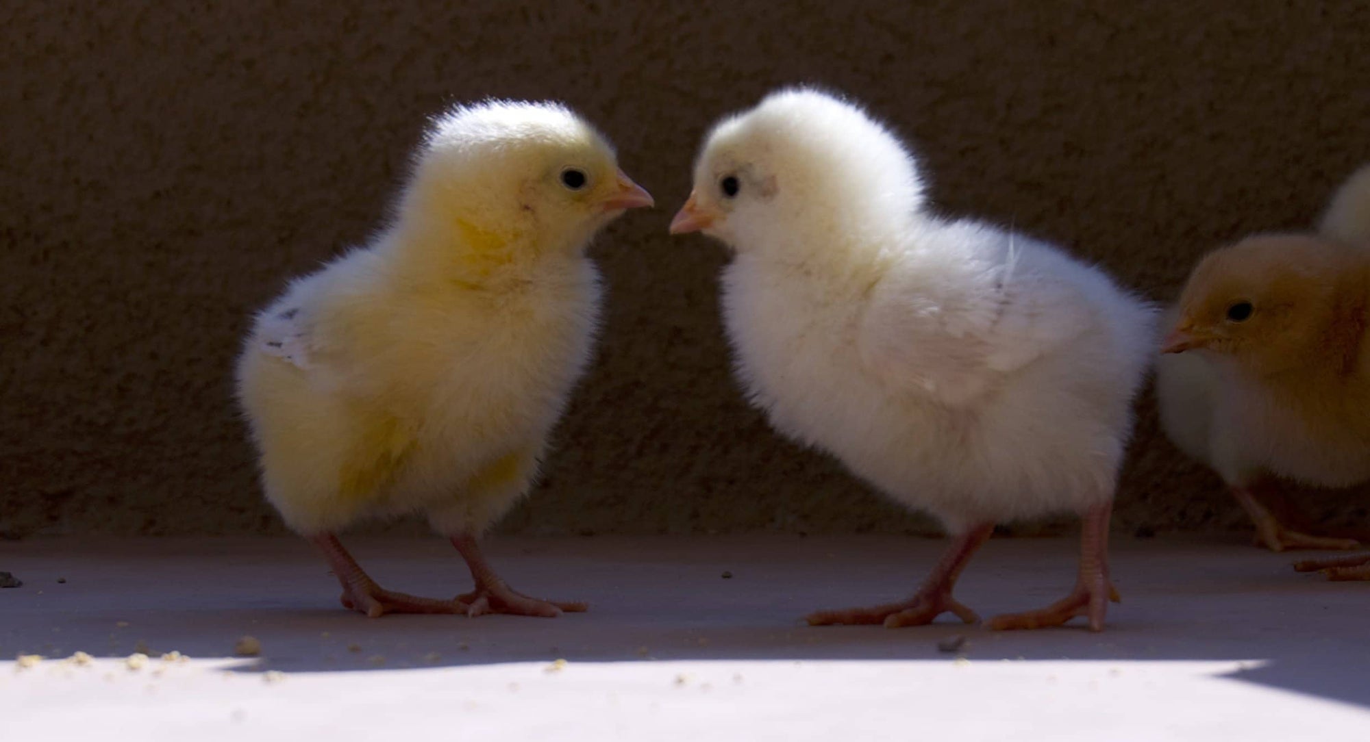 Cheri Christensen: Brushwork & Backlight