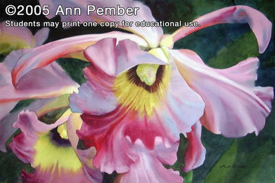 Ann Pember: Vibrant Orchid