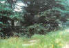 Albert Handell: Painting Greens In Oil