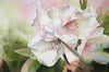 Arleta Pech: Pure Color Glazing in Watercolor